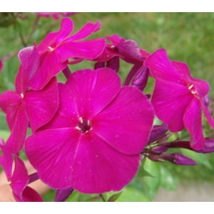 Флокс Phlox Рихард Зорге